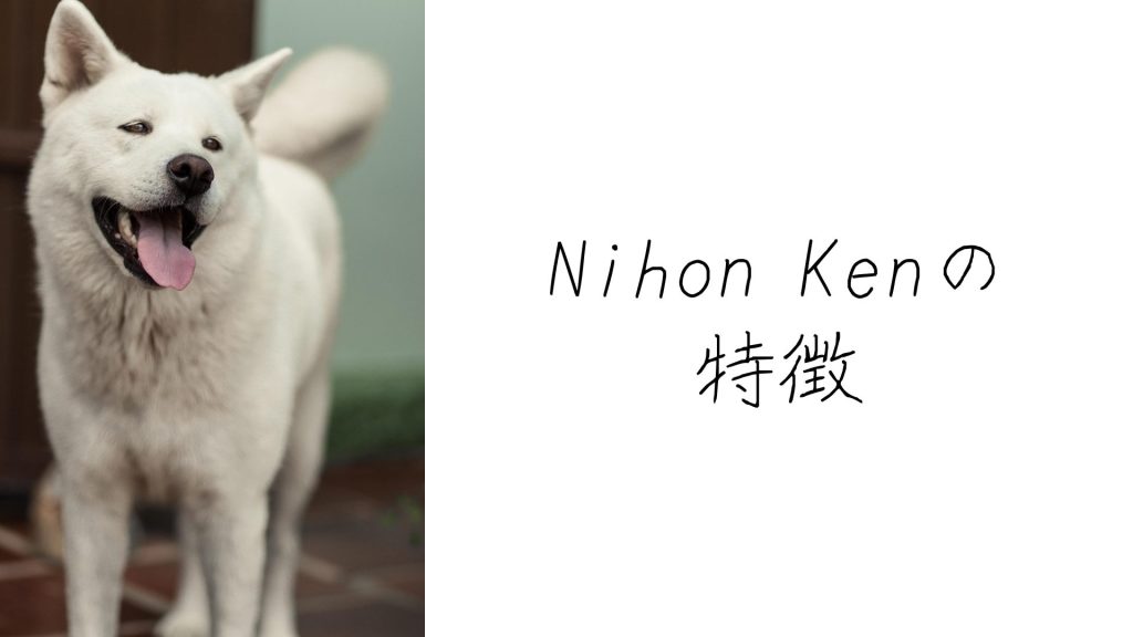 Nihon Ken(日本犬)の特徴6つ